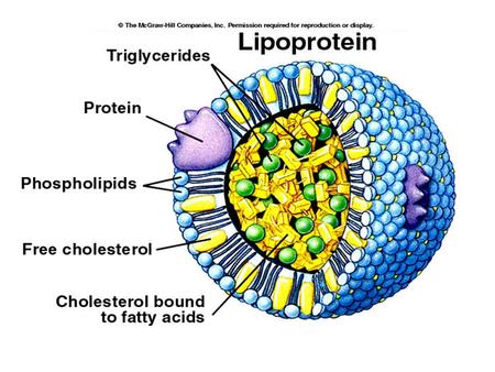 Lipoproteins Function: Transport of fat soluble substances