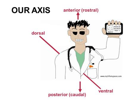 Ventral anterior (rostral) posterior (caudal) dorsal OUR AXIS.
