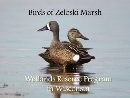Birds of Zeloski Marsh Wetlands Reserve Program in Wisconsin.