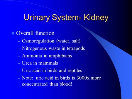 Urinary System- Kidney Overall function – Osmoregulation (water, salt) – Nitrogenous waste in tetrapods – Ammonia in amphibians – Urea in mammals – Uric.