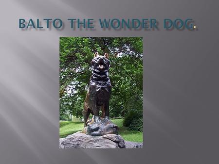 Balto the Wonder Dog..
