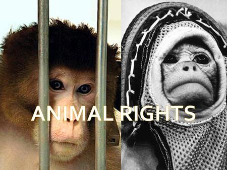  Animal rights is the position that animals should not be exploited. Animal rights people believe that animals should not be used for food, clothing,