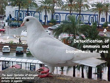 Detoxification of ammonia and biosynthesis of urea. The basic features of nitrogen metabolism were elucidated initially in pigeons.