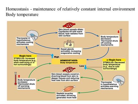 Homeostasis - maintenance of relatively constant internal environment