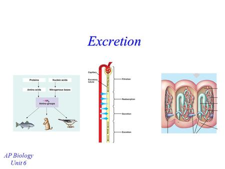 Excretion AP Biology Unit 6.