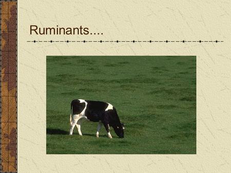 Ruminants.....