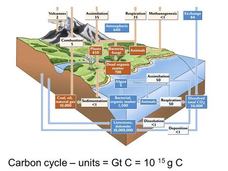 Carbon cycle – units = Gt C = 10 15 g C. Carbon dioxide 1 2 3.
