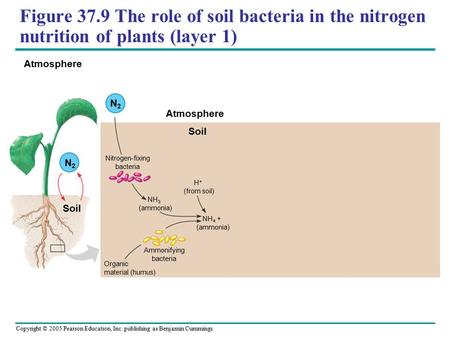 Copyright © 2005 Pearson Education, Inc. publishing as Benjamin Cummings Figure 37.9 The role of soil bacteria in the nitrogen nutrition of plants (layer.
