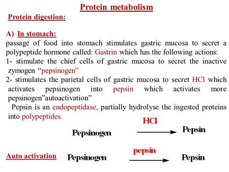 Protein metabolism Protein digestion: A)In stomach: passage of food into stomach stimulates gastric mucosa to secret a polypeptide hormone called: Gastrin.