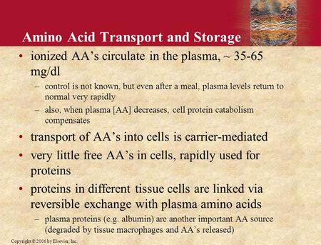 Copyright © 2006 by Elsevier, Inc. Amino Acid Transport and Storage ionized AA’s circulate in the plasma, ~ 35-65 mg/dl –control is not known, but even.