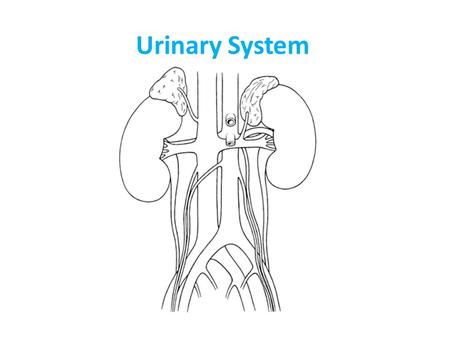 Urinary System.