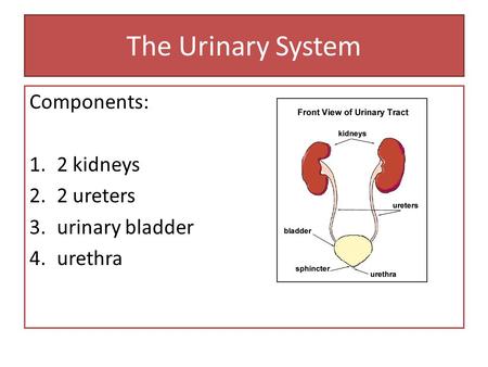 The Urinary System Components: 2 kidneys 2 ureters urinary bladder