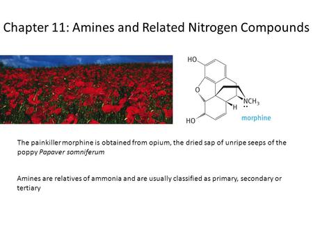 Chapter 11: Amines and Related Nitrogen Compounds The painkiller morphine is obtained from opium, the dried sap of unripe seeps of the poppy Papaver somniferum.