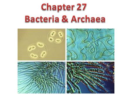 Chapter 27 Bacteria & Archaea.