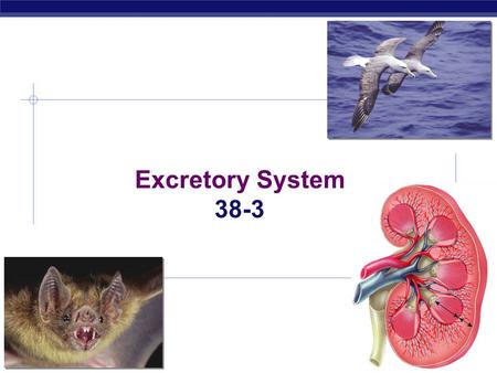 AP Biology 2008-2009 Excretory System 38-3 AP Biology 2008-2009 Functions of the Excretory System.