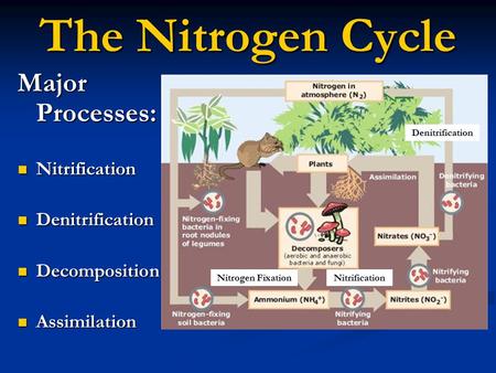 The Nitrogen Cycle Major Processes: Nitrification Nitrification Denitrification Denitrification Decomposition Decomposition Assimilation Assimilation Nitrogen.