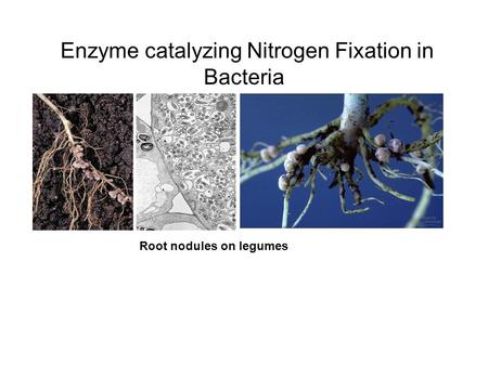 Enzyme catalyzing Nitrogen Fixation in Bacteria Root nodules on legumes.