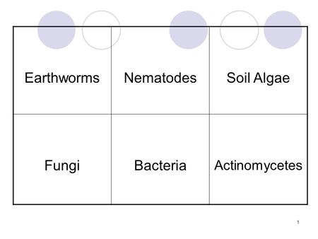 1 EarthwormsNematodesSoil Algae FungiBacteria Actinomycetes.
