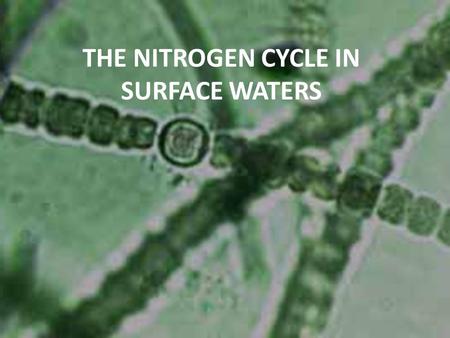 THE NITROGEN CYCLE IN SURFACE WATERS. PHYTOPLANKTON ELEMENTAL COMPOSITION O53% C27% K6.2% H5.5% N4.6% Ca1.0% S0.7% Na0.7% P0.5% Fe0.4% Mg0.4% Zn0.3% Cu0.02%