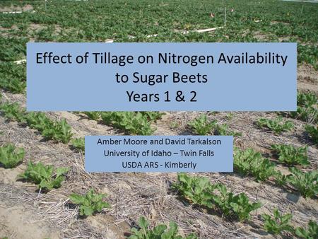 Effect of Tillage on Nitrogen Availability to Sugar Beets Years 1 & 2 Amber Moore and David Tarkalson University of Idaho – Twin Falls USDA ARS - Kimberly.