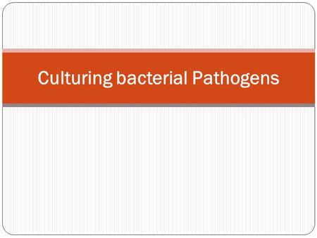 Culturing bacterial Pathogens. Pathogenic Bacteria Pathogenic bacteria are bacteria that cause bacterial infections in human beings, animals and plants.