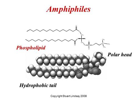 Amphiphiles Copyright Stuart Lindsay 2008 Hydrophobic tail Polar head Phospholipid.
