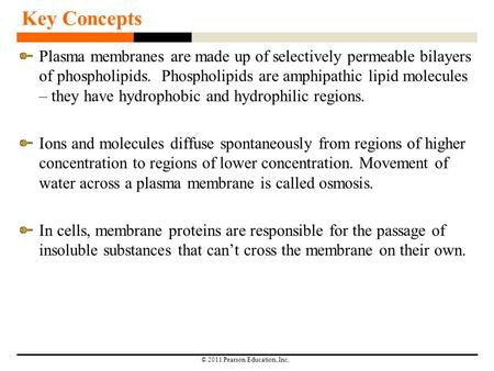 © 2011 Pearson Education, Inc. Key Concepts Plasma membranes are made up of selectively permeable bilayers of phospholipids. Phospholipids are amphipathic.