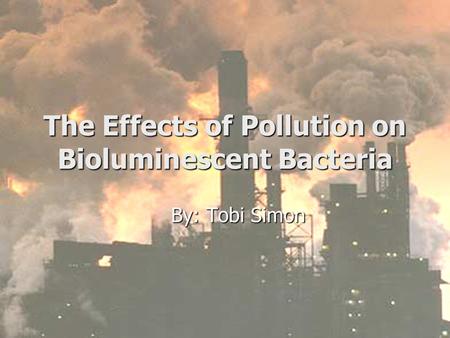 The Effects of Pollution on Bioluminescent Bacteria By: Tobi Simon.