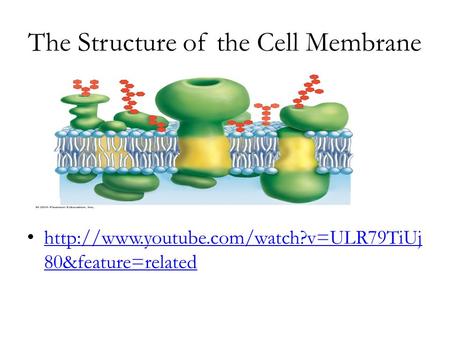 The Structure of the Cell Membrane