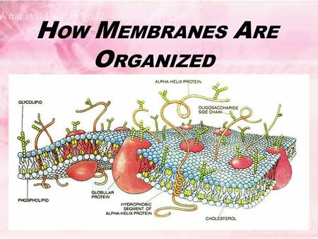 H OW M EMBRANES A RE O RGANIZED. Membranes’ Functions give cells their outer boundaries (plasma membranes) and their inner compartments (organelles) Control.