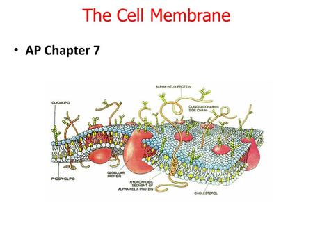 The Cell Membrane AP Chapter 7.