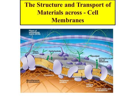 The Structure and Transport of Materials across - Cell Membranes