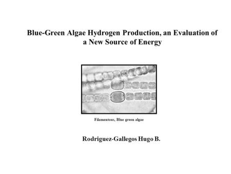 Blue-Green Algae Hydrogen Production, an Evaluation of a New Source of Energy Rodriguez-Gallegos Hugo B. Filamentous, Blue green algae.