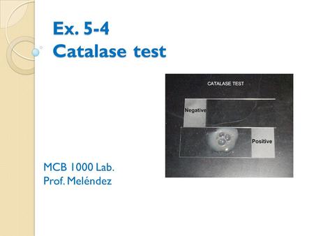 Ex. 5-4 Catalase test MCB 1000 Lab. Prof. Meléndez.