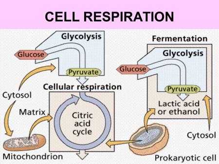 CELL RESPIRATION.