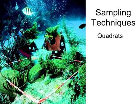 Sampling Techniques Quadrats. Sampling The best way to get information about a particular ecosystem would be to count every individual of every species.