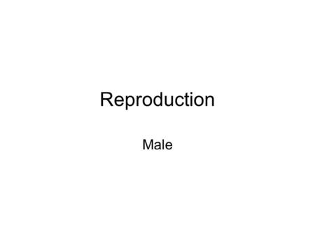 Reproduction Male.