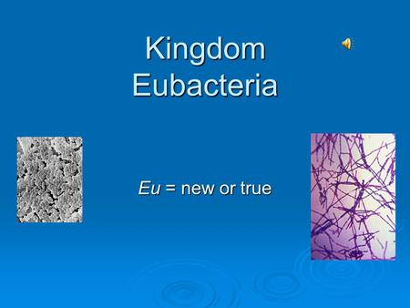 Kingdom Eubacteria Eu = new or true Shape of bacterial cells a) Cocci - round bacterial cells. (cox-eye). b) Bacilli - rod- shaped bacterial cells. c)