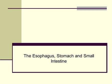 The Esophagus, Stomach and Small Intestine