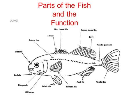 Parts of the Fish and the Function