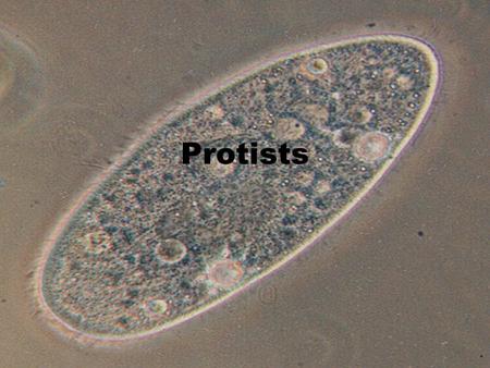 Protists. The Protists Protists are unicellular eukaryotic cells. (Unlike bacteria which are unicellular prokaryotic cells.) Do you remember the differences.