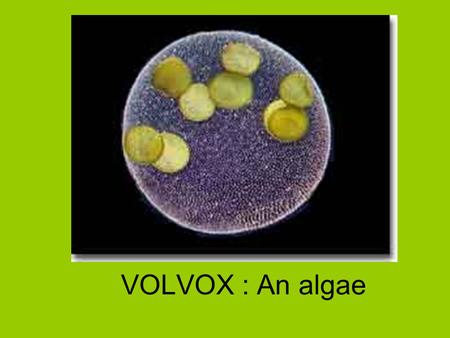 VOLVOX : An algae. Volvox This photograph of Volvox is showing the complete hollow ball of cells. Note the smaller daughter colonies that are beginning.