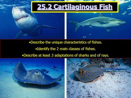 25.2 Cartilaginous Fish Describe the unique characteristics of fishes. Identify the 2 main classes of fishes. Describe at least 3 adaptations of sharks.