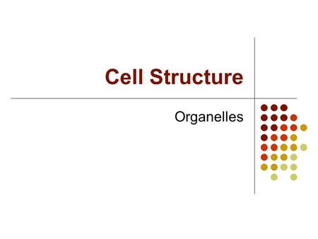 Cell Structure Organelles. B. Organelles (little organs) 1. Control a. Nucleus -contains genetic material -stores DNA -surrounded by a double membrane.