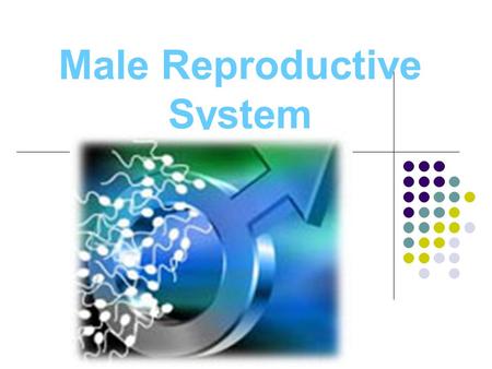 male reproductive system powerpoint presentation