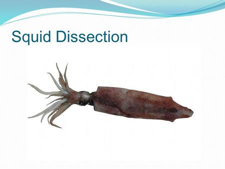 Squid Dissection.