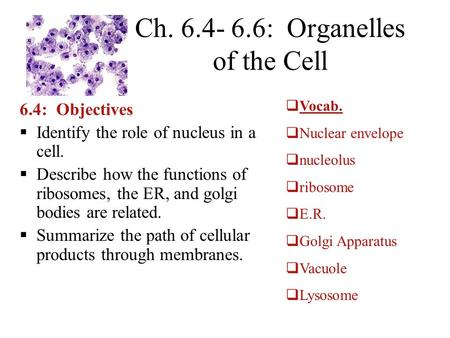 Ch. 6.4- 6.6: Organelles of the Cell 6.4: Objectives  Identify the role of nucleus in a cell.  Describe how the functions of ribosomes, the ER, and golgi.