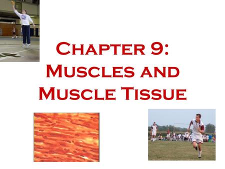Chapter 9: Muscles and Muscle Tissue