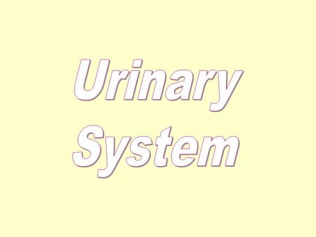 A.The general function of the urinary system is to maintain homeostasis by balancing the volume and chemical make up of the blood (thus Kidney has long.