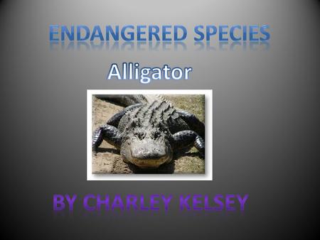 The Alligator has two front feet and two back feet. The Alligator has sharp claws. Some people believe that Alligator feet are lucky.